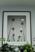 Framed Photograph - LA Palms